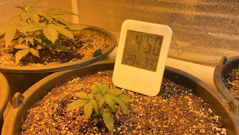 Астраханские полицейские задержали женщину-наркофермера