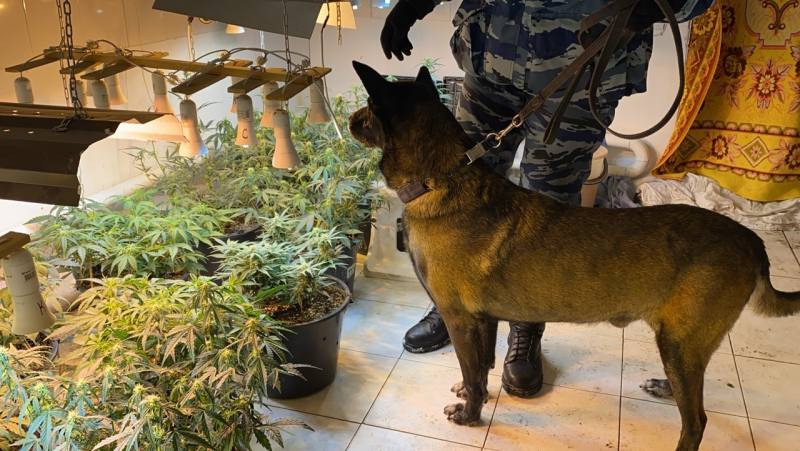 Астраханские полицейские задержали женщину-наркофермера
