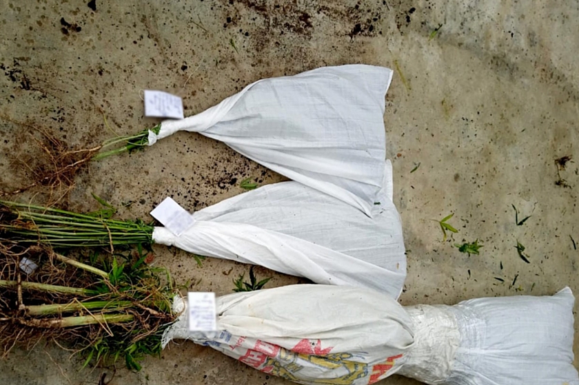 В Жирновском район местный житель выращивал коноплю на своем участке