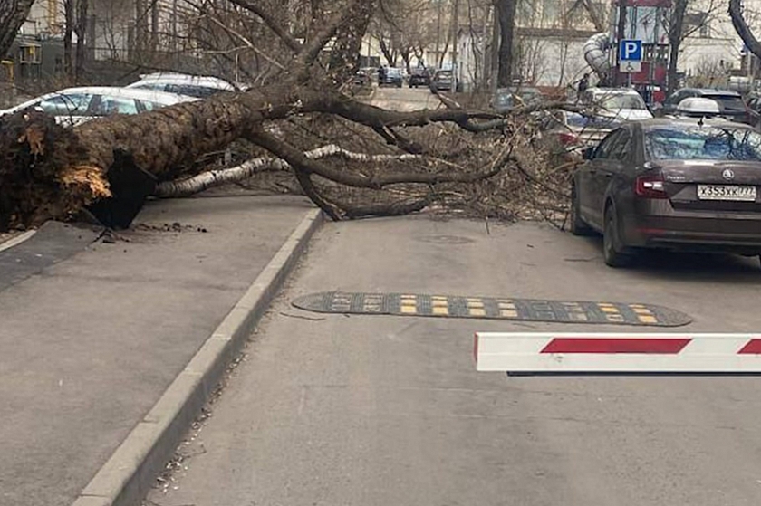Ураганный ветер бушует в Москве: повалил несколько деревьев, перевернул палатки