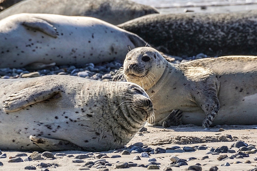 Департамент по охране природы страны объяснил причину массовой гибели тюленей