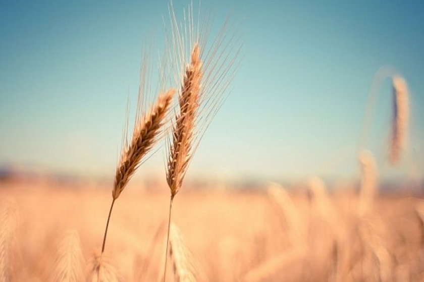 Западная пресса утверждает, что Египет в срочном порядке расторг договора с украинской стороной на закупку пшеницы