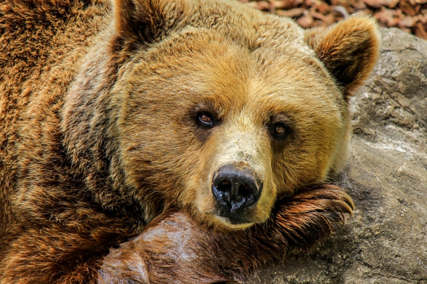 В Челябинской области медведя сначала задавили, а потом застрелили