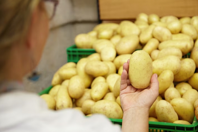 Цены на картофель в России начали снижаться с началом уборочной кампании