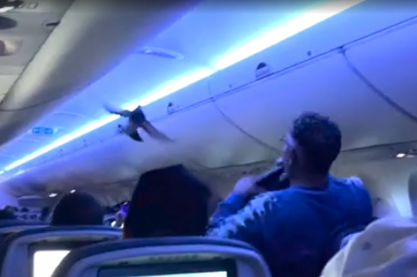 Голуби устроили переполох в самолете Delta Airlines