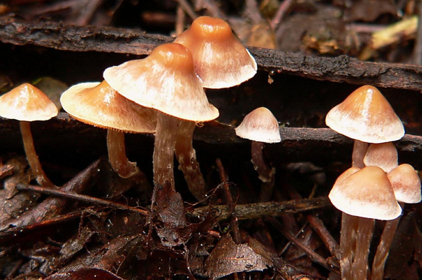 Отравлений грибами среди жителей Челябинской области становится все больше