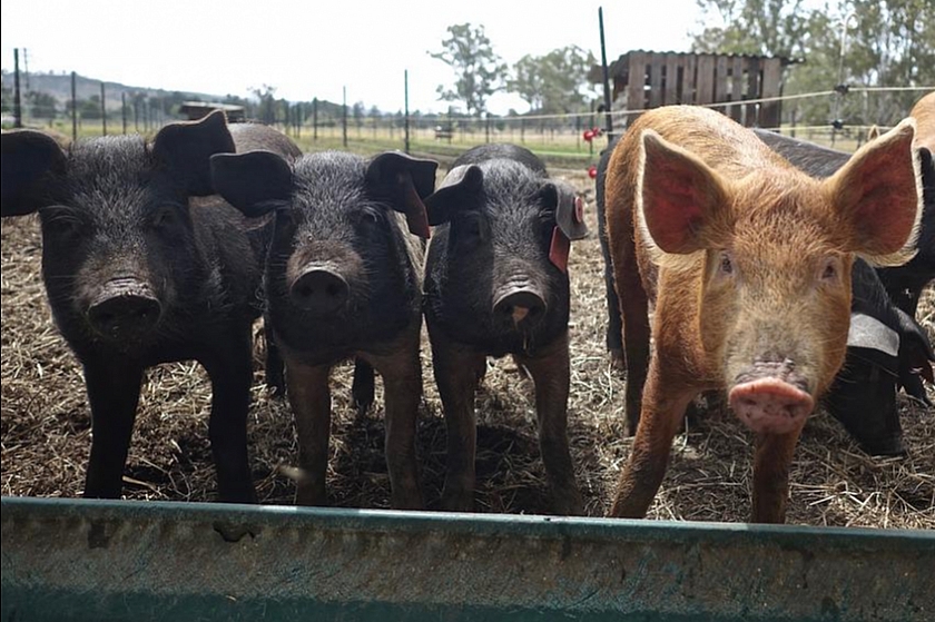 На территории ХМАО фиксируются новые случаи заражения у свиней экзотической инфекцией в виде африканской чумы