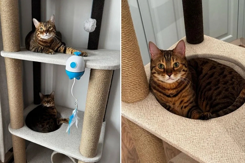 Слепой плотник из Кемерова создает мебель для кошек