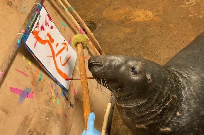 Тюлень - художник. Воспитанник Калининградского зоопарка научился рисовать